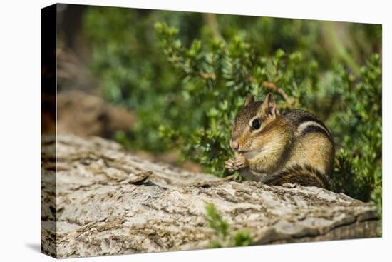 Eastern Chipmunk-Gary Carter-Stretched Canvas