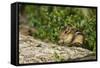 Eastern Chipmunk-Gary Carter-Framed Stretched Canvas