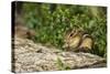 Eastern Chipmunk-Gary Carter-Stretched Canvas