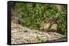 Eastern Chipmunk-Gary Carter-Framed Stretched Canvas