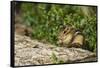 Eastern Chipmunk-Gary Carter-Framed Stretched Canvas