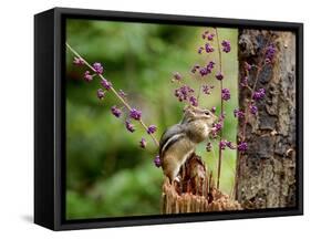 Eastern Chipmunk-Gary Carter-Framed Stretched Canvas