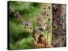 Eastern Chipmunk-Gary Carter-Stretched Canvas