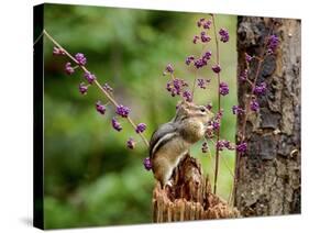 Eastern Chipmunk-Gary Carter-Stretched Canvas