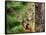 Eastern Chipmunk-Gary Carter-Framed Stretched Canvas