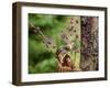 Eastern Chipmunk-Gary Carter-Framed Premium Photographic Print