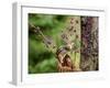 Eastern Chipmunk-Gary Carter-Framed Premium Photographic Print