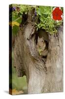 Eastern Chipmunk-Gary Carter-Stretched Canvas