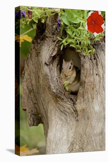 Eastern Chipmunk-Gary Carter-Stretched Canvas