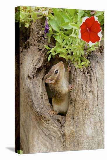 Eastern Chipmunk-Gary Carter-Stretched Canvas