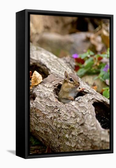 Eastern Chipmunk-Gary Carter-Framed Stretched Canvas