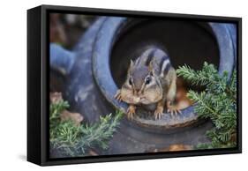 Eastern Chipmunk-Gary Carter-Framed Stretched Canvas