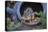 Eastern Chipmunk-Gary Carter-Stretched Canvas