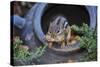 Eastern Chipmunk-Gary Carter-Stretched Canvas