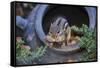 Eastern Chipmunk-Gary Carter-Framed Stretched Canvas