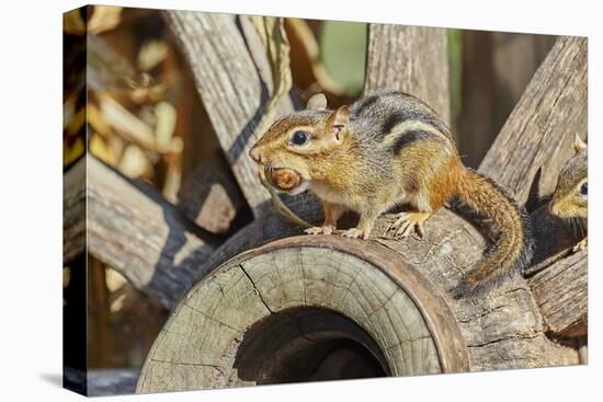 Eastern Chipmunk-Gary Carter-Stretched Canvas