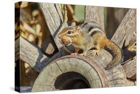 Eastern Chipmunk-Gary Carter-Stretched Canvas