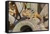 Eastern Chipmunk-Gary Carter-Framed Stretched Canvas