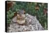 Eastern Chipmunk-Gary Carter-Stretched Canvas