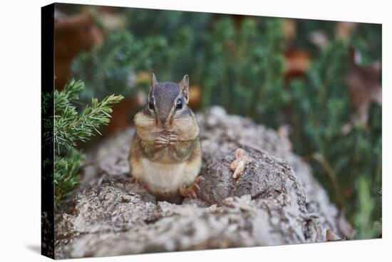 Eastern Chipmunk-Gary Carter-Stretched Canvas