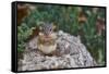 Eastern Chipmunk-Gary Carter-Framed Stretched Canvas