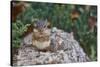 Eastern Chipmunk-Gary Carter-Stretched Canvas