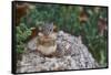 Eastern Chipmunk-Gary Carter-Framed Stretched Canvas