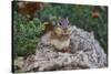 Eastern Chipmunk-Gary Carter-Stretched Canvas