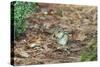 Eastern Chipmunk-Gary Carter-Stretched Canvas