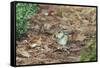 Eastern Chipmunk-Gary Carter-Framed Stretched Canvas