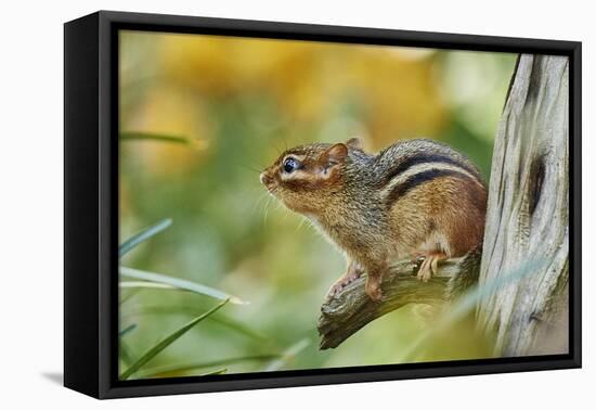 Eastern Chipmunk-Gary Carter-Framed Stretched Canvas