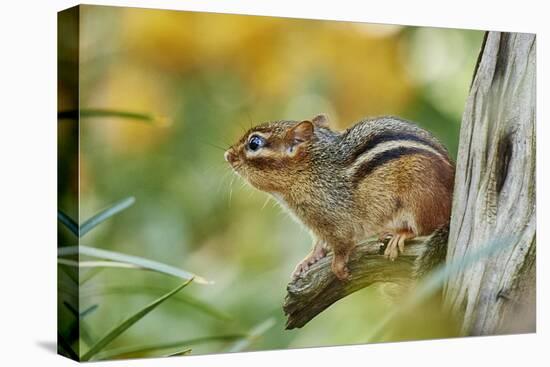 Eastern Chipmunk-Gary Carter-Stretched Canvas