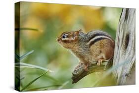 Eastern Chipmunk-Gary Carter-Stretched Canvas