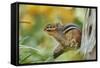 Eastern Chipmunk-Gary Carter-Framed Stretched Canvas