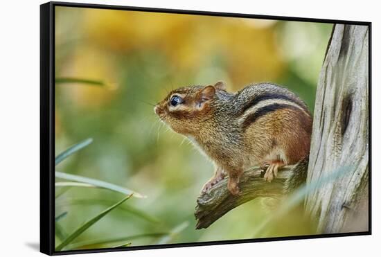 Eastern Chipmunk-Gary Carter-Framed Stretched Canvas