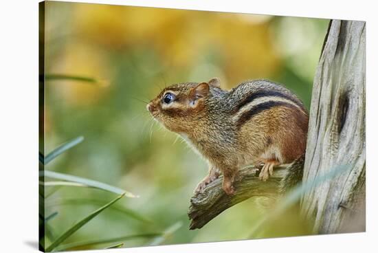 Eastern Chipmunk-Gary Carter-Stretched Canvas