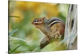 Eastern Chipmunk-Gary Carter-Stretched Canvas