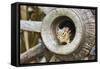 Eastern Chipmunk-Gary Carter-Framed Stretched Canvas