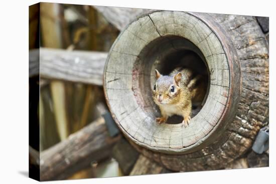 Eastern Chipmunk-Gary Carter-Stretched Canvas