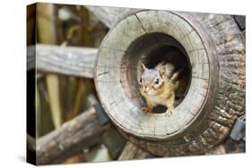 Eastern Chipmunk-Gary Carter-Stretched Canvas