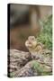 Eastern Chipmunk-Gary Carter-Stretched Canvas