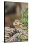 Eastern Chipmunk-Gary Carter-Stretched Canvas