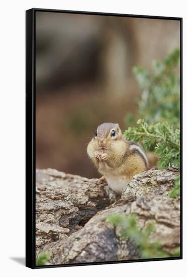 Eastern Chipmunk-Gary Carter-Framed Stretched Canvas