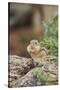 Eastern Chipmunk-Gary Carter-Stretched Canvas