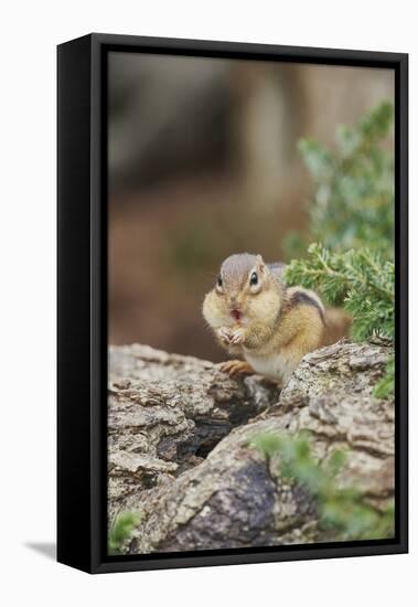 Eastern Chipmunk-Gary Carter-Framed Stretched Canvas