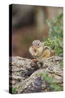 Eastern Chipmunk-Gary Carter-Stretched Canvas