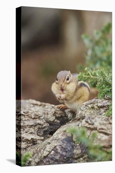 Eastern Chipmunk-Gary Carter-Stretched Canvas