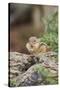 Eastern Chipmunk-Gary Carter-Stretched Canvas