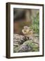 Eastern Chipmunk-Gary Carter-Framed Premium Photographic Print