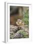 Eastern Chipmunk-Gary Carter-Framed Premium Photographic Print